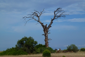 Afrika_2
