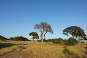 Afrika_3