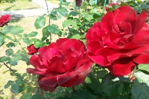 2015-05-03 10.27.06